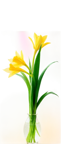 flowers png,hemerocallis,easter lilies,yellow daylilies,day lily plants,yellow daylily,freesias,hemerocallis fulva,day lily flower,freesia,day lily,curcuma,artificial flower,yellow-red daylily,flower background,light yellow daylily,peruvian lily,hemerocallis bonanza,strelitzia orchids,daylily,Illustration,Abstract Fantasy,Abstract Fantasy 15