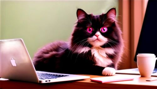 pink cat,cat image,night administrator,domestic long-haired cat,the pink panter,cat vector,funny cat,cartoon cat,eye tracking,video conference,cat cartoon,laser pointer,wireless mouse,laptop accessory,magpie cat,cute cat,cat's eyes,online meeting,videoconferencing,computer mouse,Conceptual Art,Sci-Fi,Sci-Fi 15