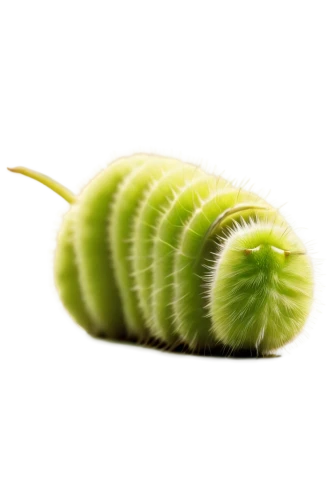 swallowtail caterpillar,hornworm,patrol,silkworm,pea,venus flytrap,worm apple,wasabi,schisandraceae,caterpillar,cutworms,green kiwi,maguey worm,aaa,larva,pellworm,caterpillars,fiddlehead fern,pesto,waxworm,Illustration,Realistic Fantasy,Realistic Fantasy 10