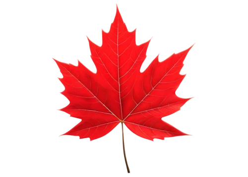 maple leaf red,red maple leaf,maple leaf,yellow maple leaf,canadian flag,leaf background,maple leave,maple foliage,maple leaves,maple bush,leaf maple,canada,red leaf,canadas,canada cad,canadian,buy weed canada,red maple,thunberg's fan maple,fan leaf,Art,Artistic Painting,Artistic Painting 31