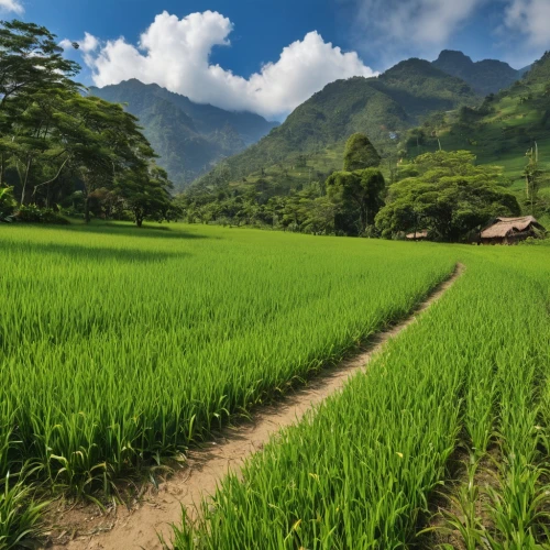 rice fields,rice field,the rice field,rice paddies,ricefield,paddy field,rice terrace,rice terraces,vietnam,rice cultivation,yamada's rice fields,ha giang,philippines scenery,green landscape,laos,rural landscape,vietnam's,paddy harvest,barley cultivation,aaa,Photography,General,Realistic