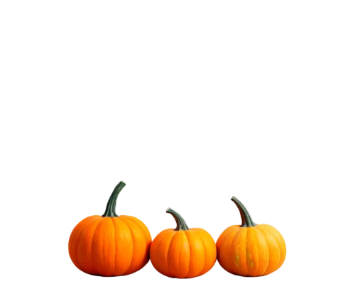 striped pumpkins,decorative pumpkins,calabaza,mini pumpkins,pumpkins,halloween pumpkin gifts,jack-o'-lanterns,halloween pumpkins,funny pumpkins,jack-o-lanterns,autumn pumpkins,cucurbita,pumpkin heads,pumkins,decorative squashes,gourds,candy pumpkin,cucuzza squash,pumpkin,halloween pumpkin,Conceptual Art,Oil color,Oil Color 06