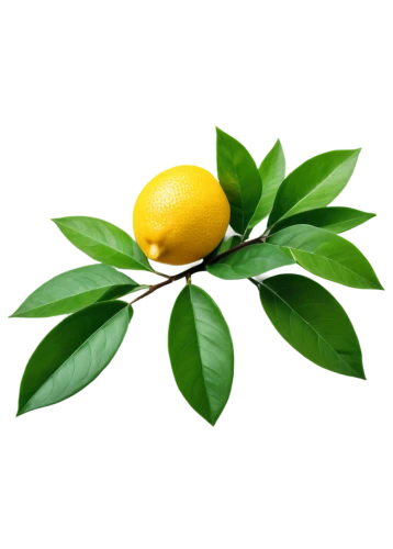 lemon background,lemon tree,meyer lemon,lemon myrtle,lemon wallpaper,limonana,valencia orange,calamondin,lemon,kumquat,poland lemon,yellow plum,wild yellow plum,limone,lemon half,lemon pattern,lemon tea,lemon peel,citron,ylang-ylang,Conceptual Art,Fantasy,Fantasy 17