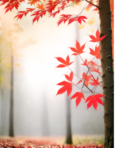 autumn background,leaf background,spring leaf background,autumn theme,autumnal leaves,autumn scenery,autumn frame,background vector,autumn forest,reddish autumn leaves,birch tree background,red leaves,autumn leaves,autumn tree,autumn trees,autumn day,fall leaves,fall foliage,colored leaves,autumn season,Photography,General,Fantasy