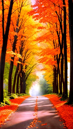 autumn background,autumn scenery,maple road,autumn forest,tree lined lane,autumn trees,forest road,autumn landscape,fall landscape,colors of autumn,autumn theme,fall foliage,autumn walk,autumn season,autumn,autumn leaves,the autumn,autumn colors,just autumn,autumn color,Illustration,American Style,American Style 05