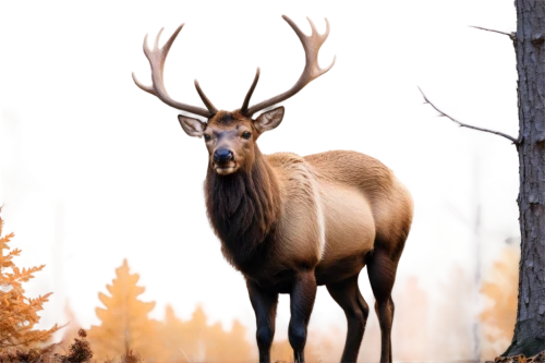 elk,elk bull,cervus elaphus,manchurian stag,male deer,bull elk resting,whitetail,whitetail buck,antler velvet,pere davids male deer,european deer,red deer,bull elk on lateral moraine,bull elk next to madison river,buffalo plaid antlers,deer bull,stag,deer illustration,pere davids deer,anthracoceros coronatus,Conceptual Art,Oil color,Oil Color 18