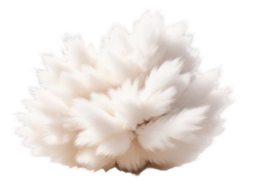 hericium,silkie,hericium erinaceus,white chrysanthemum,feather carnation,the white chrysanthemum,angora,pompom,fragrant snowball,chrysanthemum,ostrich feather,chrysanthemum background,flowers png,soft coral,feather coral,celestial chrysanthemum,coral fungus,klepon,qin leaf coral,chrysanthemum cherry,Photography,General,Commercial