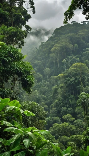 tropical and subtropical coniferous forests,valdivian temperate rain forest,rainforest,rain forest,aaa,green congo,conguillío national park,moc chau tea hills,green forest,costa rica,tropical jungle,kangkong,forests,green landscape,greenforest,cabaneros national park,cameroon,viñales valley,nicaragua nio,liberia,Photography,General,Realistic