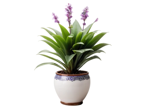 pontederia,androsace rattling pot,bromelia,potted plant,billbergia pyramidalis,india hyacinth,potted palm,container plant,flowers png,laelia,bromeliad,graph hyacinth,billbergia nutans,pineapple lily,lavandula,french lavender,eucomis,fernleaf lavender,bellenplant,egyptian lavender,Illustration,Retro,Retro 06