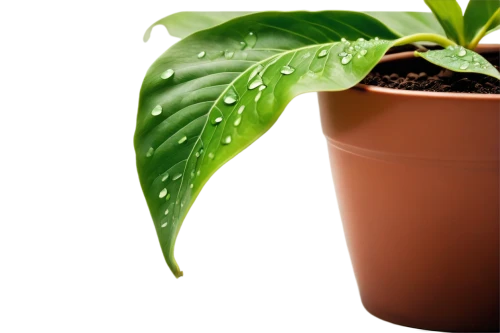 potted palm,potted plant,money plant,houseplant,oil-related plant,plant pot,container plant,ornamental plants,green plant,pot plant,peace lily,plant sap,plant protection,potted plants,dark green plant,tropical leaf pattern,thick-leaf plant,starfruit plant,rank plant,plant oil,Art,Artistic Painting,Artistic Painting 23