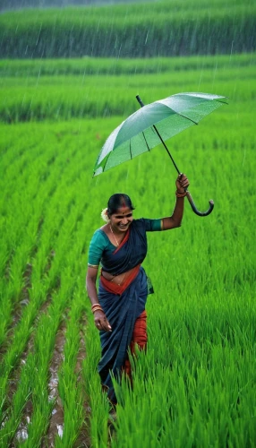 rice cultivation,bangladesh,field cultivation,kerala,paddy harvest,barley cultivation,monsoon banner,monsoon,india,tamilnadu,rice fields,rice field,bangladeshi taka,ricefield,cultivated field,the rice field,cereal cultivation,rain field,agriculture,rangpur,Photography,General,Realistic