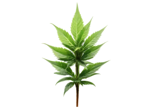 mugwort,custody leaf,mape leaf,japanese mugwort,cannabidiol,weed,pot plant,medicinal plant,mint leaf,flatweed,motherwort,mary-bud,broadleaf,rank plant,jungle leaf,green leaf,green plant,crop plant,cannabinol,neem,Photography,Fashion Photography,Fashion Photography 20