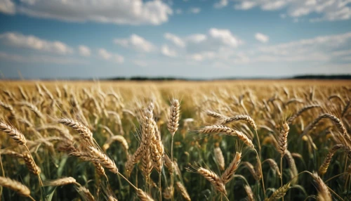 wheat crops,wheat field,durum wheat,wheat fields,wheat ear,triticale,wheat ears,einkorn wheat,wheat grain,wheat grasses,field of cereals,strands of wheat,barley field,khorasan wheat,sprouted wheat,seed wheat,grain field panorama,strand of wheat,foxtail barley,grain field,Photography,General,Cinematic