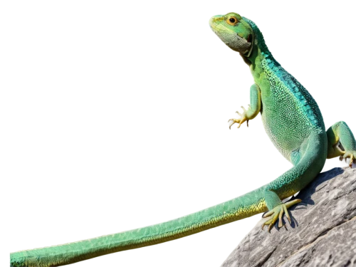 emerald lizard,green lizard,green crested lizard,european green lizard,iguanidae,green iguana,ring-tailed iguana,dragon lizard,malagasy taggecko,collared lizard,iguana,eleutherodactylus,cyclura nubila,day gecko,landmannahellir, anole,anole,gonepteryx cleopatra,reconstruction,eastern water dragon lizard,Photography,Documentary Photography,Documentary Photography 06