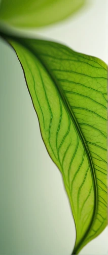 tropical leaf,tropical leaf pattern,magnolia leaf,green leaf,jungle leaf,fern leaf,beech leaf,leaf structure,palm leaf,spring leaf background,lotus leaf,coconut leaf,leaf background,mape leaf,water lily leaf,leaf macro,leaf,leaf fern,leaf veins,fan leaf,Illustration,Paper based,Paper Based 17