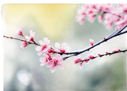 plum blossoms,plum blossom,apricot blossom,cherry blossom branch,cherry branches,japanese carnation cherry,apricot flowers,prunus,peach blossom,flowering cherry,sakura cherry tree,japanese cherry blossom,ornamental cherry,pink cherry blossom,cold cherry blossoms,spring blossom,winter blooming cherry,japanese cherry,japanese floral background,sakura flowers,Illustration,Black and White,Black and White 18