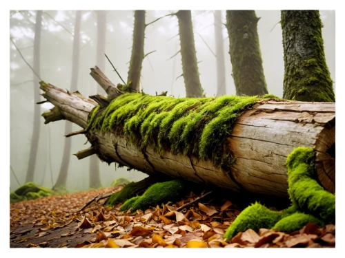 fallen trees on the,fallen tree,bavarian forest,foggy forest,old-growth forest,temperate coniferous forest,germany forest,fir forest,fallen tree stump,forest floor,dead wood,forest dragon,coniferous forest,forest tree,tropical and subtropical coniferous forests,forest moss,beech forest,the forest fell,art forms in nature,deforested,Conceptual Art,Fantasy,Fantasy 06