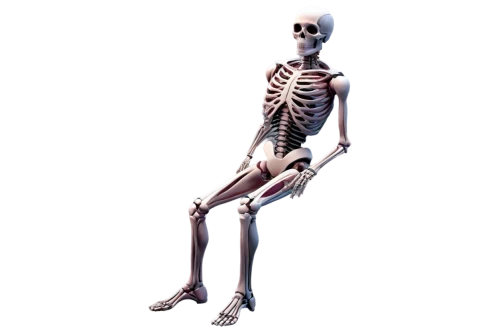 skeleltt,human skeleton,skeletal,skeleton,skeletal structure,calcium,bone,vintage skeleton,skeletons,bones,anatomy,bowl bones,leg bone,femur,day of the dead skeleton,wood skeleton,png image,bone-in rib,a wax dummy,wall,Illustration,Abstract Fantasy,Abstract Fantasy 08