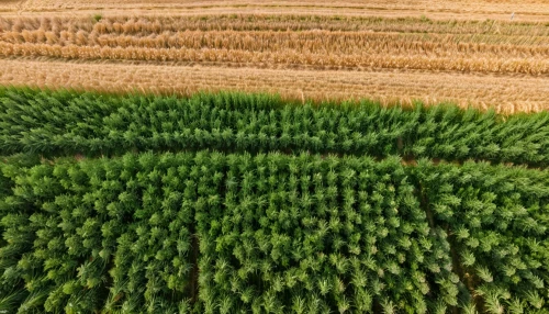 dji agriculture,chair in field,grain field,wheat field,grain field panorama,strand of wheat,green wheat,strands of wheat,stubble field,wheat ear,green grain,wheat grain,wheat crops,straw field,wheat fields,barley field,grain harvest,crops,field of cereals,straw harvest,Photography,General,Realistic