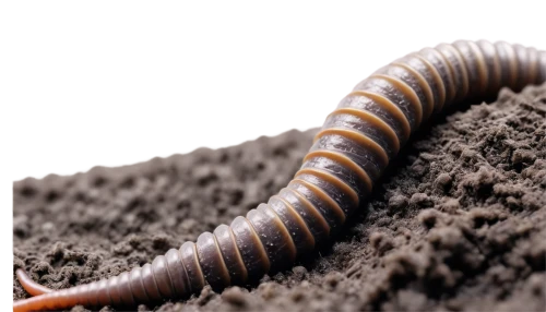 millipedes,cutworms,mealworm,mound-building termites,silkworm,earthworm,trilobite,centipede,noorderleech,worm,larva,larvae,waxworm,termite,pellworm,inductor,larval,gastropods,caterpillar,earwig,Photography,Fashion Photography,Fashion Photography 15