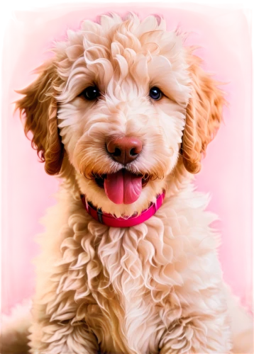 goldendoodle,poodle crossbreed,toy poodle,miniature poodle,cavapoo,labradoodle,cheerful dog,standard poodle,chihuahua poodle mix,lagotto romagnolo,irish soft-coated wheaten terrier,cavachon,bichon frisé,cute puppy,cockapoo,shih-poo,lakeland terrier,maltepoo,havanese,spanish water dog,Illustration,Vector,Vector 07