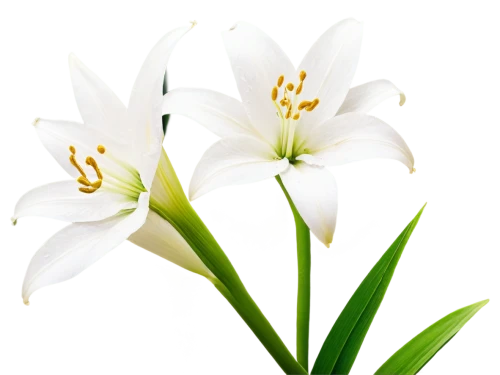 easter lilies,white lily,madonna lily,flowers png,lilium candidum,tulip white,lilies of the valley,lillies,white trumpet lily,star-of-bethlehem,garden star of bethlehem,lilies,sego lily,ornithogalum,lily flower,white floral background,star of bethlehem,tuberose,avalanche lily,stargazer lily,Conceptual Art,Daily,Daily 22