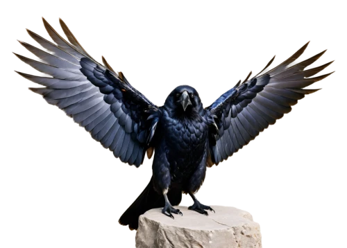 raven sculpture,3d crow,corvidae,hyacinth macaw,corvus,corvus corax,eagle,imperial eagle,mongolian eagle,crows bird,gray eagle,blue buzzard,bird png,eagle vector,raven rook,raven bird,carrion crow,of prey eagle,corvus corone,king of the ravens,Illustration,Realistic Fantasy,Realistic Fantasy 09