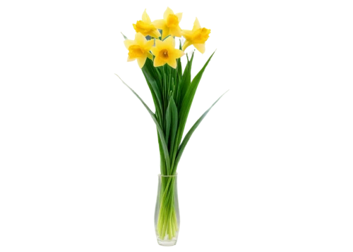 flowers png,daffodils,the trumpet daffodil,jonquils,daffodil,jonquil,daf daffodil,yellow daffodils,yellow daffodil,narcissus,novruz,tulipa,narcissus pseudonarcissus,turkestan tulip,defense,narcissus of the poets,cleanup,flower background,easter lilies,freesias,Illustration,Children,Children 03