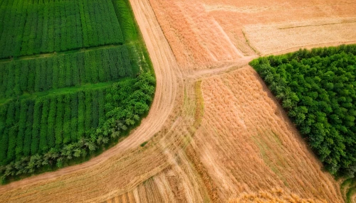 wheat crops,stubble field,farmland,fruit fields,grain field,grain field panorama,agroculture,crops,furrows,agricultural,aerial photography,alentejo,corn field,cropland,farmlands,aerial landscape,cornfield,wheat fields,dji agriculture,farm landscape