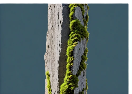 tree moss,trumpet lichen,swamp birch,birch trunk,lichen,horsetail,forest moss,salix mount aso,spruce needle,pollarded willow,caulerpa,fiddlehead fern,plant stem,birch tree background,tree slice,moss,sitka spruce,dry branch,tree texture,tree bark,Conceptual Art,Oil color,Oil Color 13