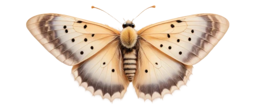 euphydryas,butterfly vector,melitaea,hesperia (butterfly),melanargia,butterfly moth,papillon,chelydridae,melanargia galathea,argynnis,gypsy moth,bombyliidae,parnassius apollo,vanessa (butterfly),hackberry emperor,regal moth,silver-striped- hawk-moth,lepidoptera,polyommatus,boloria,Conceptual Art,Fantasy,Fantasy 28