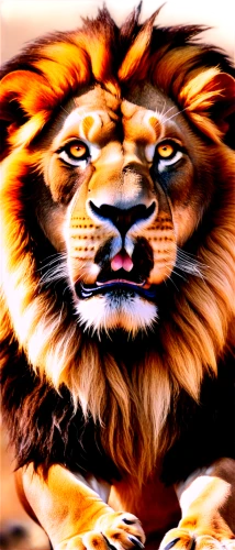 tiger png,skeezy lion,lion,panthera leo,felidae,tigerle,male lion,tiger head,lion white,a tiger,african lion,royal tiger,tiger,type royal tiger,edit icon,scar,roaring,asian tiger,bengal tiger,roar,Unique,Pixel,Pixel 05