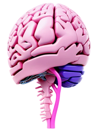 brain icon,brain structure,cerebrum,human brain,brain,bicycle helmet,magnetic resonance imaging,isolated product image,neurology,cognitive psychology,neurath,climbing helmet,brainy,3d model,motor skills toy,computed tomography,connective tissue,helmet,artificial hair integrations,medical imaging,Conceptual Art,Sci-Fi,Sci-Fi 03