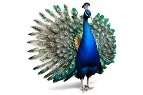 peacock,male peacock,blue peacock,fairy peacock,peafowl,cassowary,peacock feathers,bird png,peacocks carnation,meleagris gallopavo,cockerel,perico,prince of wales feathers,plumage,feathers bird,landfowl,reconstruction,platycercus,cornavirus,peacock feather,Art,Artistic Painting,Artistic Painting 36