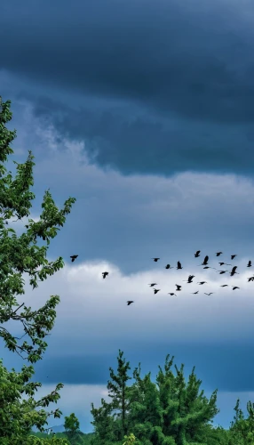 bird migration,birds in flight,geese flying,flock of birds,birds flying,migratory birds,birds on a branch,bird flight,birds on branch,canada geese,flying birds,flying sea gulls,migration,a flock of pigeons,birds on a wire,animal migration,flock,seagulls flock,group of birds,bird in the sky,Photography,General,Realistic