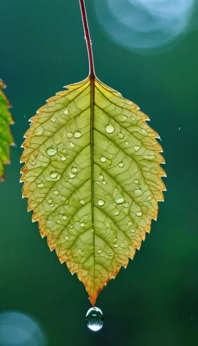 rainy leaf,suspended leaf,water lily leaf,raindrop,waterdrop,dewdrop,acorn leaf,water droplet,dewdrops,water drop,a drop of water,beech leaf,leaf background,rainwater drops,chestnut leaf,dry leaf,leaf branch,water droplets,tree leaf,leaf macro,Photography,General,Realistic