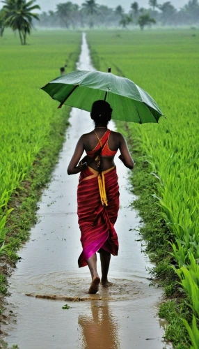 bangladesh,rice cultivation,kerala,paddy harvest,bangladeshi taka,srilanka,rice fields,monsoon,the rice field,ricefield,paddy field,rice field,myanmar,rangpur,field cultivation,monsoon banner,pongal,bangladesh bdt,india,rice paddies,Photography,General,Realistic