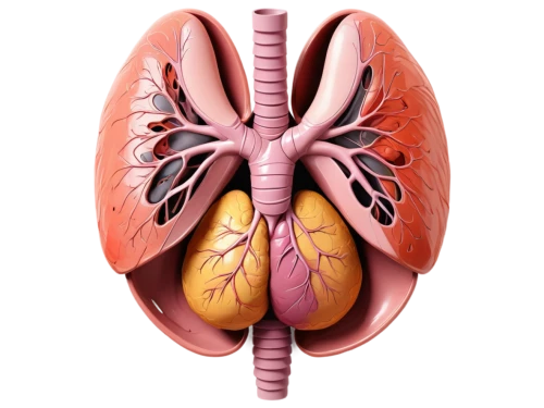 medical illustration,lungs,renal,kidney,human internal organ,lung cancer,circulatory system,lung,aorta,ventilate,circulatory,liver,endocrine,laryngectomy,digestive system,venereal diseases,connective tissue,human digestive system,dicotyledon,human body anatomy,Conceptual Art,Oil color,Oil Color 20