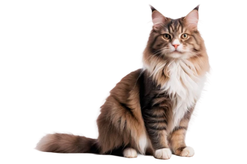 british longhair cat,norwegian forest cat,maincoon,siberian cat,domestic long-haired cat,american bobtail,british semi-longhair,british longhair,kurilian bobtail,american curl,turkish angora,asian semi-longhair,oriental longhair,breed cat,pet vitamins & supplements,cat vector,american wirehair,cat image,cat european,red tabby,Conceptual Art,Sci-Fi,Sci-Fi 05