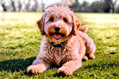 goldendoodle,spinone italiano,wirehaired pointing griffon,labradoodle,wirehaired vizsla,airedale terrier,otterhound,lagotto romagnolo,cavapoo,irish soft-coated wheaten terrier,irish terrier,welsh terrier,basset fauve de bretagne,german wirehaired pointer,cockapoo,spanish water dog,american cocker spaniel,poodle crossbreed,english cocker spaniel,miniature poodle,Conceptual Art,Sci-Fi,Sci-Fi 06