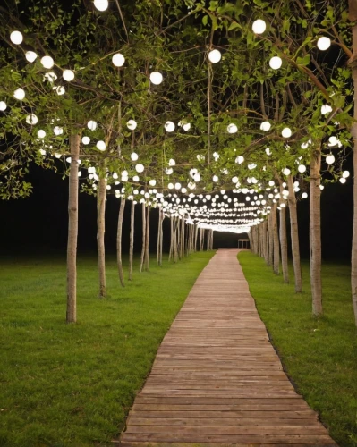 pergola,landscape lighting,ambient lights,lantern string,the lights,garland lights,walkway,tree lights,luminous garland,string lights,illumination,fractal lights,fairy lights,the park at night,lights,trellis,lights serenade,urban park,long exposure light,string of lights,Photography,Documentary Photography,Documentary Photography 31