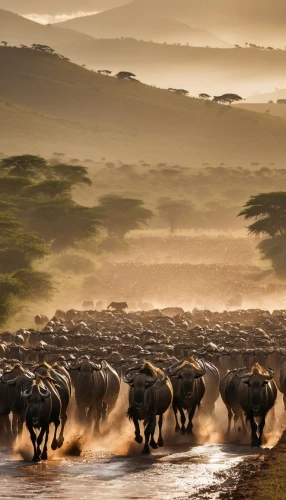 buffalo herd,wildebeest,namibia,serengeti,tsavo,cattle crossing,animal migration,cow herd,buffalo herder,east africa,african buffalo,cape buffalo,namib rand,elephant herd,buffaloes,samburu,horned cows,buffalos,namib desert,kenya africa,Photography,General,Realistic