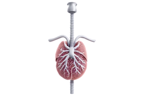 medical illustration,lungs,aorta,kidney,connective tissue,lung,lung cancer,coronary vascular,dicotyledon,renal,medical symbol,aesculapian,circulatory system,human internal organ,insulin syringe,medical device,digestive system,coronary artery,rmuscles,thyroid,Illustration,Paper based,Paper Based 06