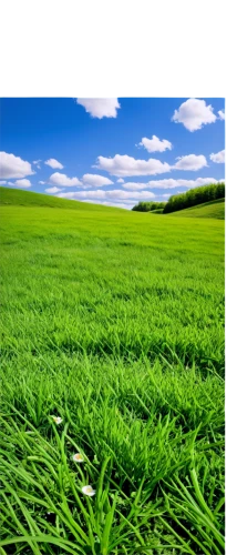 wheat germ grass,triticale,artificial grass,barley cultivation,wheat crops,cropland,grassland,grain field panorama,foxtail barley,quail grass,halm of grass,aaa,meadow fescue,durum wheat,green grain,landscape background,green grass,green wheat,green fields,wheat germ oil,Conceptual Art,Daily,Daily 03