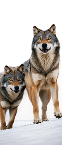 shiba,shiba inu,huskies,corgis,swedish vallhund,patrols,wolf couple,two running dogs,tamaskan dog,two wolves,run,wolves,dogecoin,jagdterrier,two dogs,raccoons,vulpes vulpes,inari,wolf bob,wag,Illustration,Retro,Retro 21