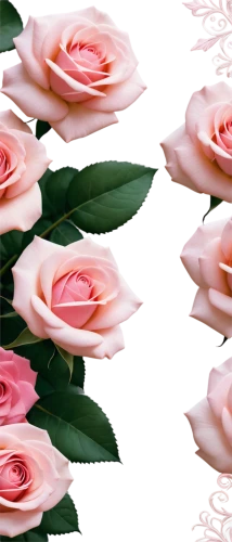 flowers png,rose png,pink floral background,pink roses,noble roses,roses pattern,floral digital background,bicolored rose,flower background,paper flower background,rose roses,mini roses pink,rose pink colors,pink rose,garden roses,arrow rose,yellow rose background,corymb rose,evergreen rose,blooming roses,Illustration,Realistic Fantasy,Realistic Fantasy 39