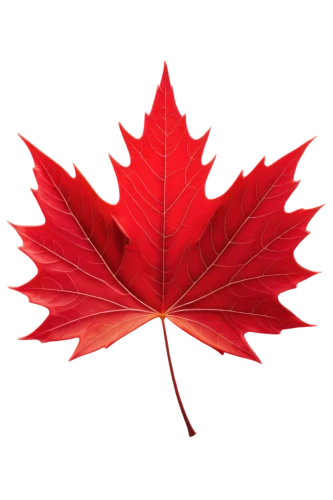 maple leaf red,red maple leaf,maple leaf,yellow maple leaf,canadian flag,leaf background,red leaf,maple leave,maple foliage,maple leaves,red maple,leaf maple,leaf rectangle,fan leaf,canada,acorn leaf,canada cad,maple bush,thunberg's fan maple,canadian,Illustration,Abstract Fantasy,Abstract Fantasy 06
