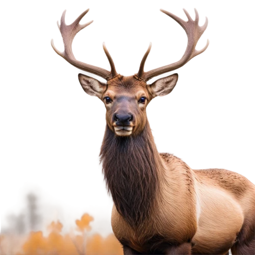 male deer,elk,whitetail buck,red deer,whitetail,cervus elaphus,elk bull,european deer,pere davids male deer,buck antlers,bull elk on lateral moraine,white-tailed deer,antler velvet,deer bull,deer illustration,manchurian stag,bucks,bull elk next to madison river,deer,mule deer,Illustration,Paper based,Paper Based 03