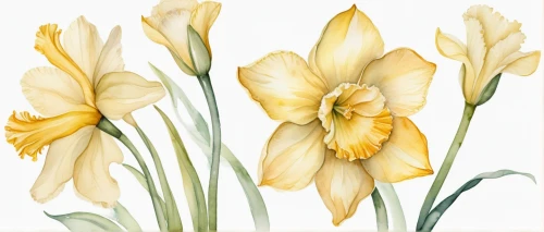 flowers png,daffodils,yellow tulips,tulip background,the trumpet daffodil,tulip white,yellow orange tulip,jonquils,yellow daffodils,daffodil,tulip flowers,tulipa,yellow daffodil,easter lilies,jonquil,flower illustrative,tommie crocus,narcissus,crocuss,flower illustration,Illustration,Paper based,Paper Based 24