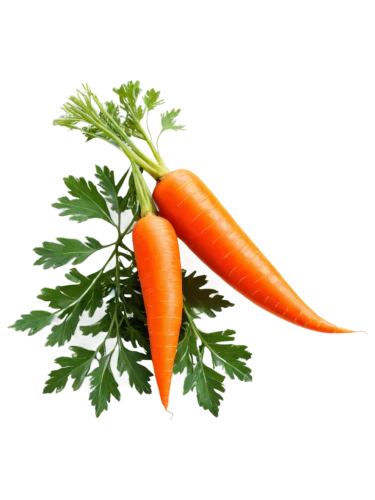 carrot,carrots,love carrot,carrot salad,big carrot,baby carrot,carrot pattern,carrot juice,root vegetable,chile de árbol,vegetable,daikon,crudités,rapini,carrot print,a vegetable,vegetable outlines,harissa,mirepoix,veggie,Illustration,Retro,Retro 03